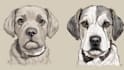 draw illustration pet portrait vector art