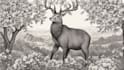 draw animal and botanical illustrations