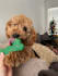 create dog ugc videos for your pet product