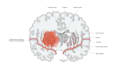 do all medical, anatomy and scientific illustration
