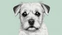 draw illustration pet portrait vector art