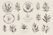 create hand drawn botanical boho logo designs