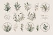design a hand drawn botanical boho logo