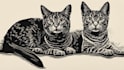 draw a pet portrait using linocut technique