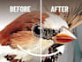 turn your web resolution photos into print ready