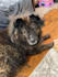write your blog post or article about dogs