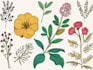 draw botanical illustrations, flowers and plants