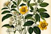 draw botanical illustration art
