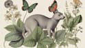 draw animal and botanical illustrations