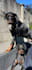 make ugc videos and ads with my dogs