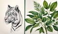 draw animal and botanical illustration