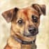 do pet portrait or pet illustration in tattoo style