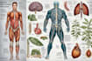 create customized medical and scientific illustration