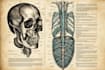do medical and scientific illustrations