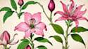 make realistic scientific, anatomical botanical illustration