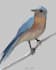 illustration a realistic digital bird