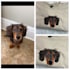 convert your dog cat pet into custom embroidery digitizing file