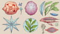 draw a scientific illustration
