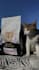 create ugc with pets as a vet by profession