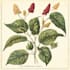 paint watercolour botanical illustrations