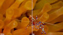 upscale, enhance video, slowmo, etc, with topaz video ai