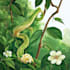 paint watercolour botanical illustrations