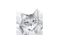 draw your picture into anime style