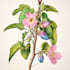 botanical flower plants scientific illustration