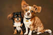 draw your pet portrait in scribble art