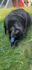 create german ugc videos for dog brands