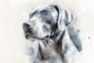 draw watercolor pet portrait