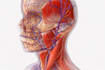 do winner professional medical and exercise illustrations
