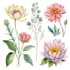 paint watercolour botanical illustrations