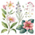 draw botanical and nature illustrations
