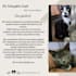 speak with your pet using telepathic animal communication