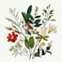paint watercolour botanical illustrations