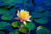 do photo editing in adobe lightroom