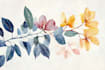 paint watercolour botanical illustrations