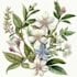 draw illustrations flower botanical for your tattoo