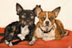 create digital pet portrait art for you