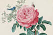 draw an animal and botanical illustration