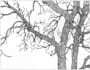 draw a detailed pen and ink illustration with fine lines