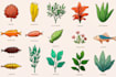 draw scientific animals, plants, book illustrations