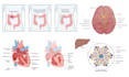 draw medical illustrations, anatomy diagrams and graphical abstracts