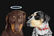 do custom pet portrait