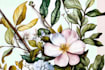 paint watercolour botanical illustrations