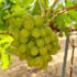 plan and design a professional agricultural project for investors