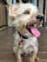create dog ugc videos for your product or and pet services