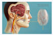 do academic illustrations scientific figures medical illustration