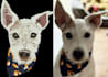 do a embroidery live image digitizing  with in 2 to 4 hours
